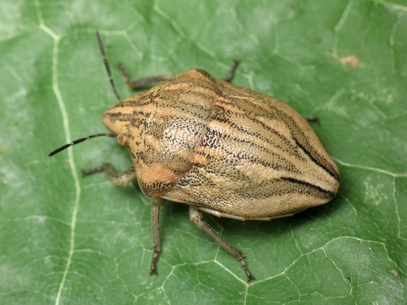 Odontotarsus purpureolineatus (Rossi, 1790)